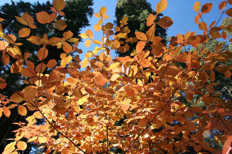 Gold Tree