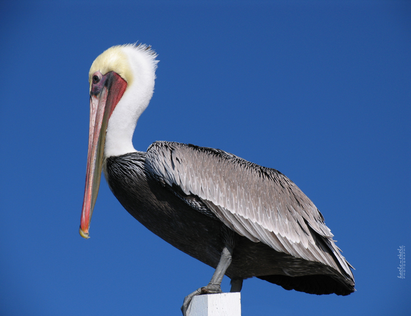 Pelican